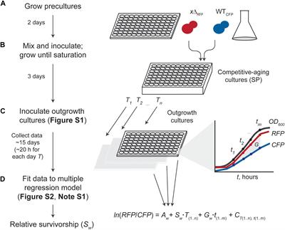 An Optimized Competitive-Aging Method Reveals Gene-Drug Interactions Underlying the Chronological Lifespan of Saccharomyces cerevisiae